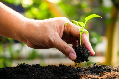 büyüme kavramı, elleri toprağa fidan dikim 