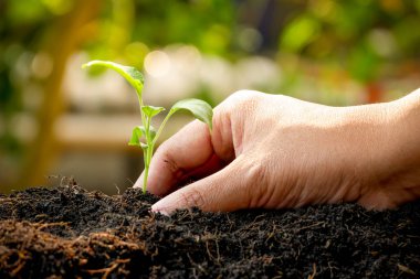 büyüme kavramı, elleri toprağa fidan dikim 