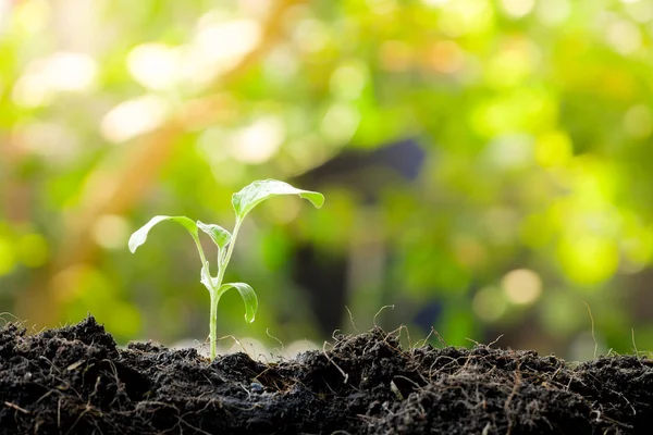 Green sprout growing from seed in organic soil — Stock Photo, Image