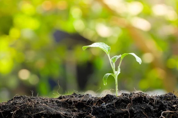 Πράσινο βλαστάρι αναπτύσσονται από το σπόρο στο οργανικό χώμα — Φωτογραφία Αρχείου