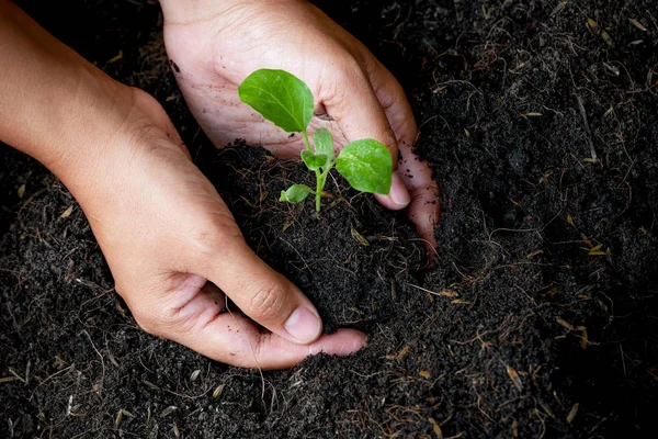 Conceito de crescimento, as mãos estão plantando as mudas no solo — Fotografia de Stock