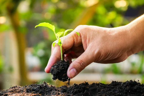 büyüme kavramı, elleri toprağa fidan dikim 