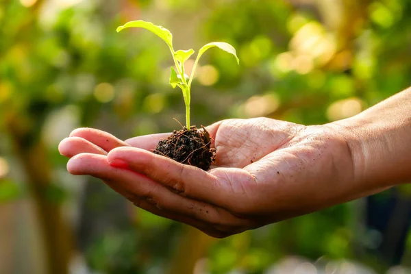 Conceito de crescimento, as mãos estão plantando as mudas no solo — Fotografia de Stock