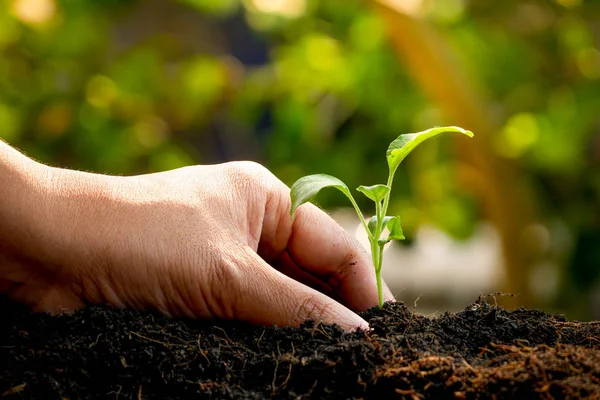 Conceito de crescimento, as mãos estão plantando as mudas no solo — Fotografia de Stock