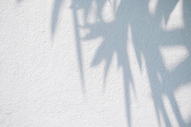 Siyah ve beyaz arka plan textuer gölgeler yaprak beton duvara
