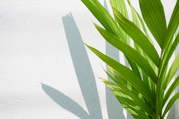 Textuador de fondo abstracto de la hoja de sombras en una pared de hormigón — Foto de Stock