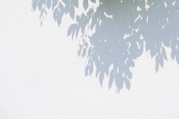 Preto e branco abstrato fundo textuer de sombras folha em uma parede de concreto — Fotografia de Stock