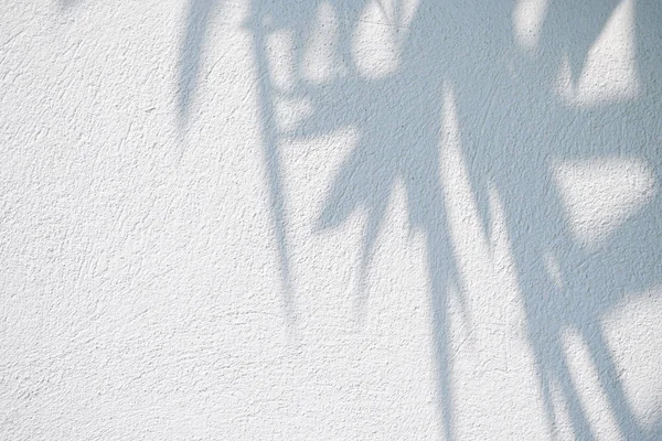 Fekete-fehér absztrakt háttér textuer árnyékok levél a betonfal — Stock Fotó