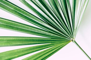 Beyaz arka plan üzerinde tropikal bitki