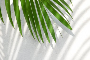 Gölgelerin soyut arka plan dokusu beton üzerinde palmiye yaprakları