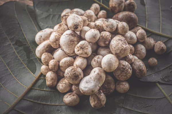 Barometer Earthstars mushroom. ( Astraeus hygrometricus ) — Stock Photo, Image