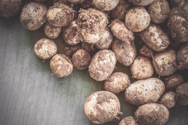 Fungo Earthstars barometro. (Astraeus hygrometricus  ) — Foto Stock