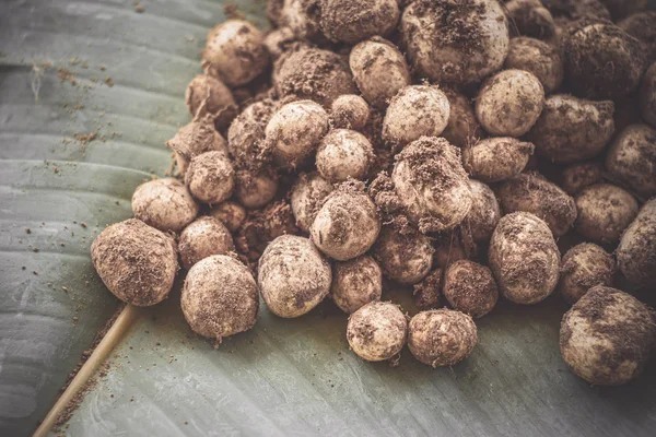 Fungo Earthstars barometro. (Astraeus hygrometricus  ) — Foto Stock