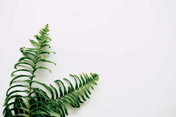 tropical plants on white background