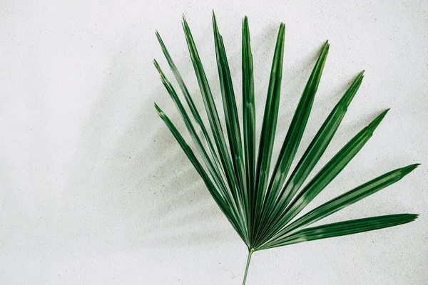 Plantas tropicais sobre fundo branco — Fotografia de Stock