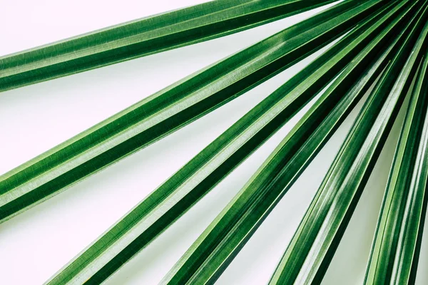 Trópusi növények fehér háttér — Stock Fotó