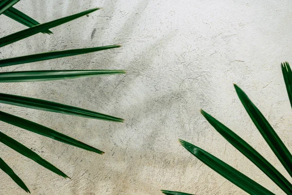 Abstract background texture of shadows palm leaves on a concrete — Stock Photo, Image