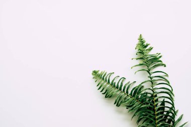 Beyaz arka plan üzerinde tropikal bitki