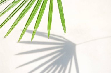 Gölgelerin soyut arka plan dokusu beton üzerinde palmiye yaprakları