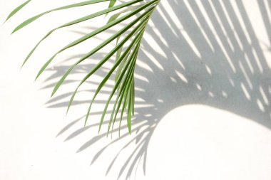 Gölgelerin soyut arka plan dokusu beton üzerinde palmiye yaprakları