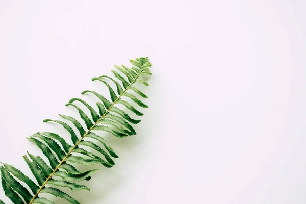 tropical plants on white background