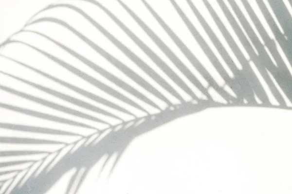 Gölgelerin soyut arka plan dokusu beton üzerinde palmiye yaprakları — Stok fotoğraf