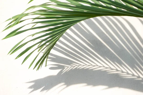 Texture astratta sfondo di ombre foglie di palma su un cemento — Foto Stock