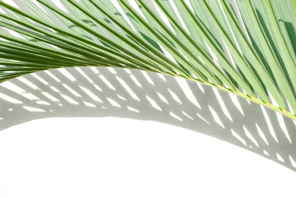 Abstract background texture of shadows palm leaves on a concrete — Stock Photo, Image