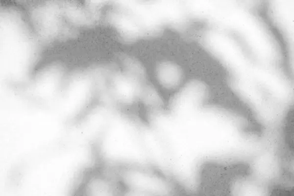 Αφηρημένη υφή φόντου των σκιών φύλλα παλάμης σε ένα σκυρόδεμα — Φωτογραφία Αρχείου