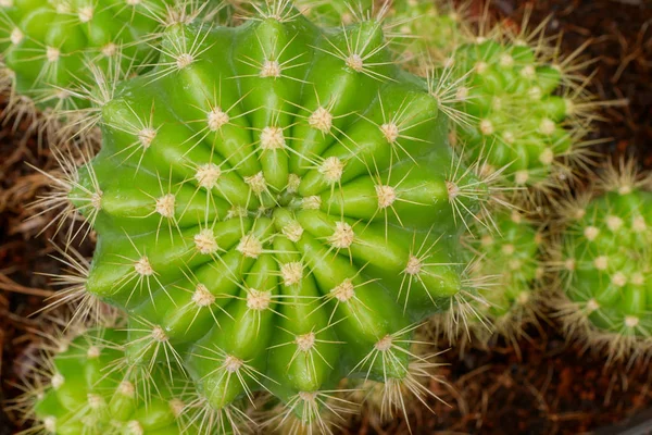 Resumo fundo textuer de cacto planta suculenta — Fotografia de Stock