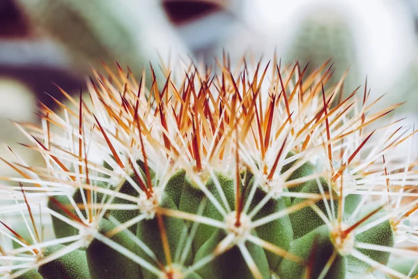 Resumo fundo textuer de cacto planta suculenta — Fotografia de Stock