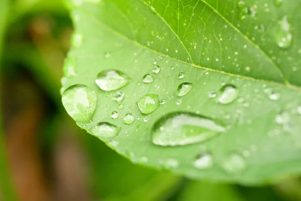 Капли воды на листья. зеленый фон природы — стоковое фото