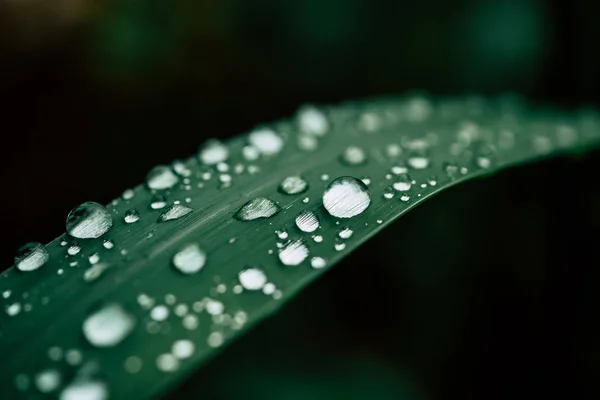 Wassertropfen auf den Blättern. Hintergrund der grünen Natur — Stockfoto