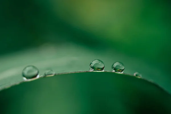 Druppels water op de bladeren. groene natuur achtergrond — Stockfoto