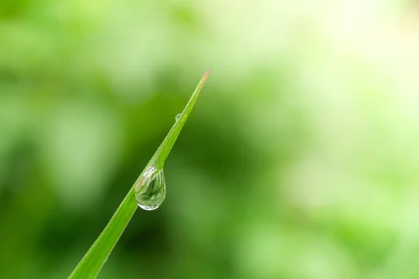 Druppels water op de bladeren. groene natuur achtergrond — Stockfoto