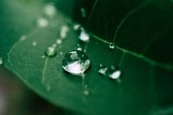 Druppels water op de bladeren. groene natuur achtergrond — Stockfoto
