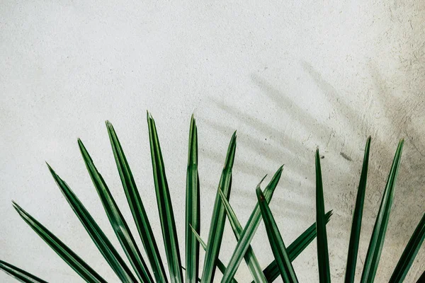 Абстрактная фоновая текстура теней пальмовых листьев на бетоне — стоковое фото