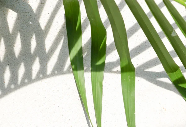 Textura de fundo abstrata de folhas de palma de sombras em um concreto — Fotografia de Stock