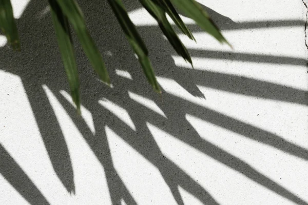Absztrakt háttér textúrája árnyékok pálmalevelek konkrét — Stock Fotó