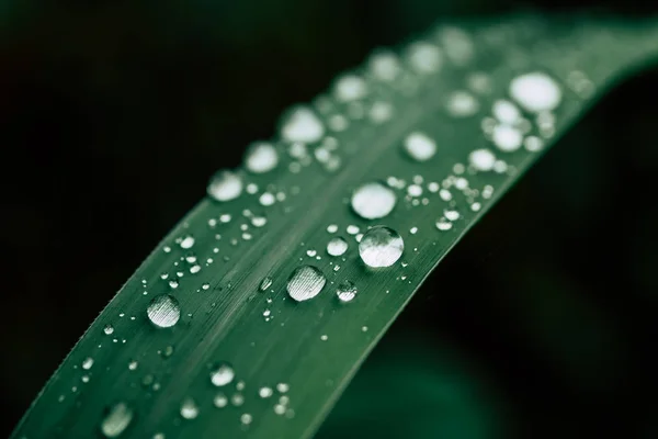 Droppar vatten på bladen. grön natur bakgrund — Stockfoto