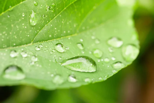 Druppels water op de bladeren. groene natuur achtergrond — Stockfoto