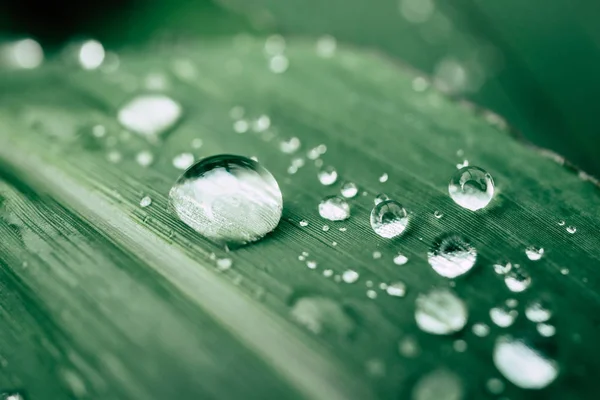 Druppels water op de bladeren. groene natuur achtergrond — Stockfoto