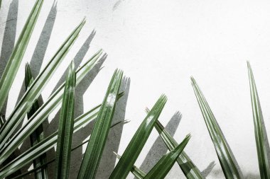 Gölgelerin soyut arka plan dokusu beton üzerinde palmiye yaprakları