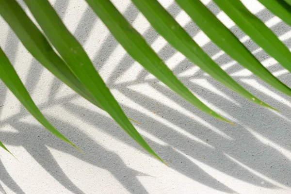 Textura abstracta de fondo de sombras hojas de palma sobre un hormigón —  Fotos de Stock