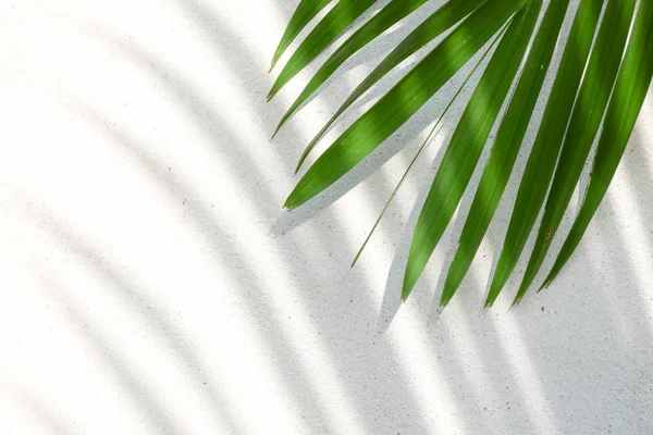 콘크리트에 그림자 손바닥 잎의 추상적 인 배경 질감 — 스톡 사진