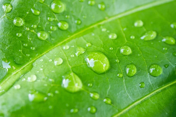 Egy csepp víz a leveleken. zöld természet háttér — Stock Fotó