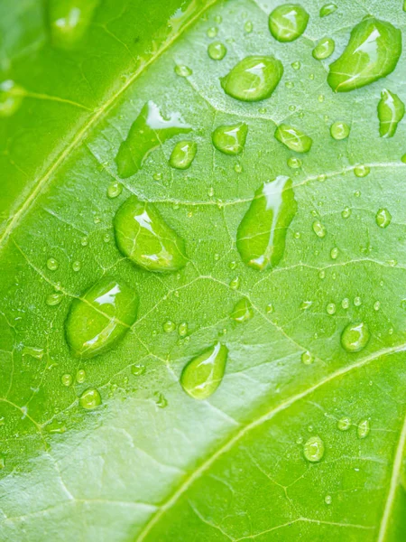 Egy csepp víz a leveleken. zöld természet háttér — Stock Fotó