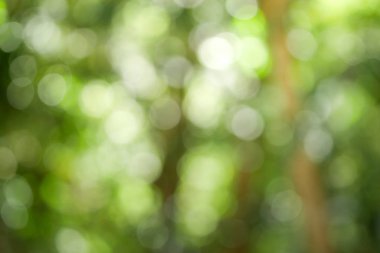 Güneşli Soyut Yeşil Doğa arka plan, bokeh lig ile Blur Park