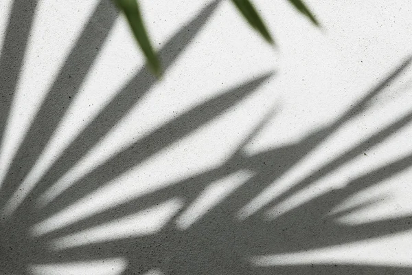Абстрактная фоновая текстура теней пальмовых листьев на бетоне — стоковое фото