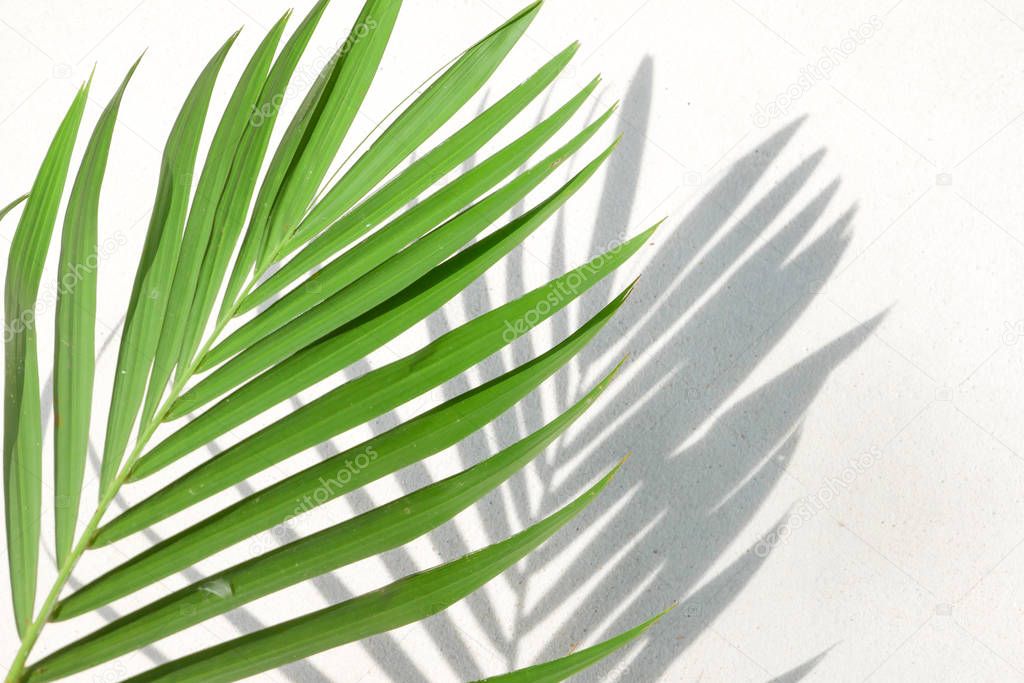 abstract background texture of shadows palm leaves on a concrete